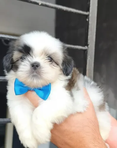 Shitzu Macho ENTREGO HOJE
