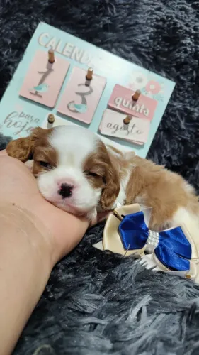 Amáveis doceis KING CHARLES