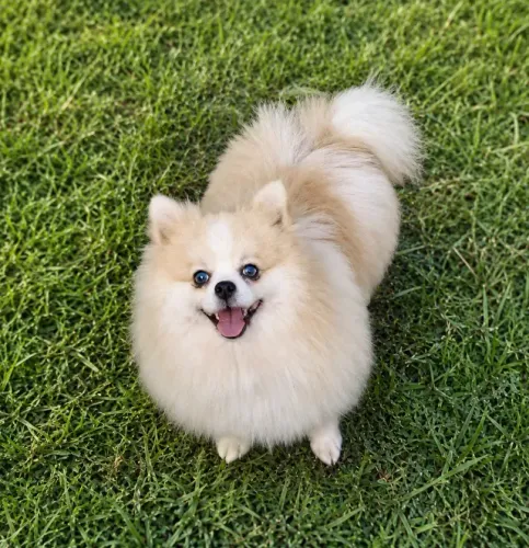 Macho Adulto Spitz Alemão Padreador 
