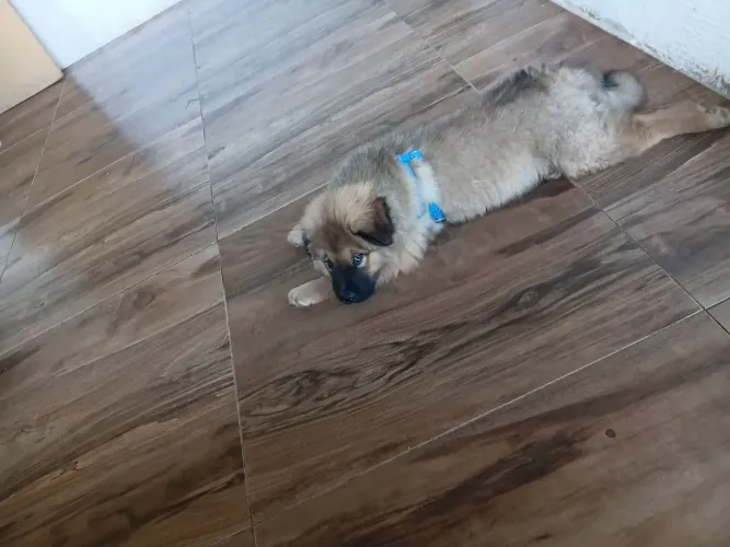 Vendo  filhote de chow chow  ja vacinado 