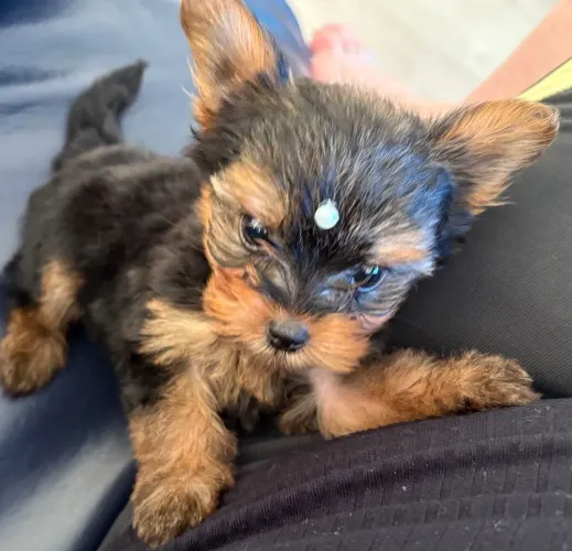 Uma perfeitinha filhote de yorkshire mini fêmea! Alegrando seus dias 