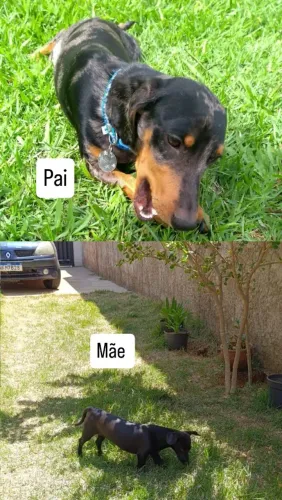 Dachshund (Basset) Machos 