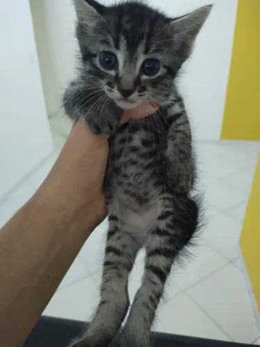 Gatos