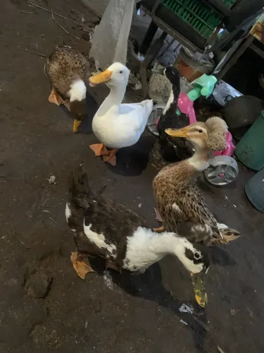 Ovos férteis de marreco pompom