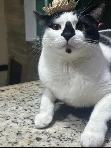 Gata castrada doação 