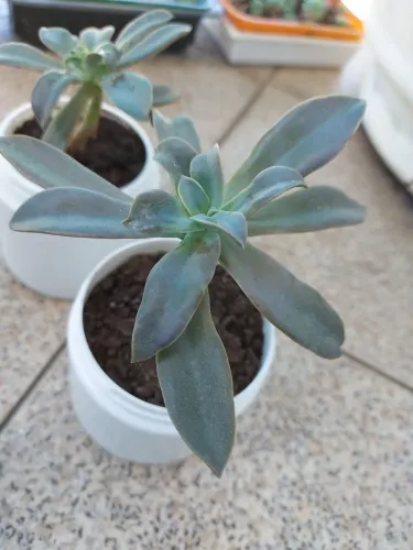 Kit 5 Plantas Suculentas Raras 