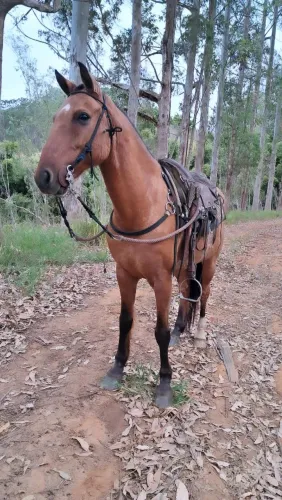 Cavalo
