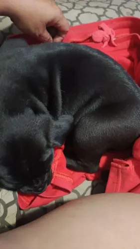 NINHADA EXCLUSIVA DE CANE CORSO ITALIANO GENÉTICA DE ELITE .