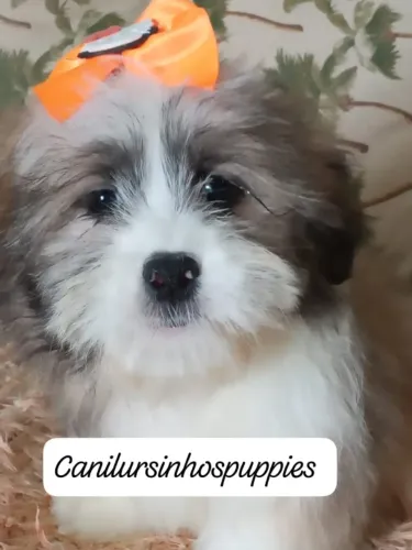 Lhasa apso adquira hoje o seu