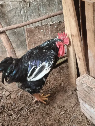 Galo gsb
