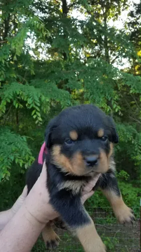 Rottweiler vacinada