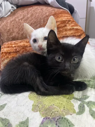 Doação de gatinhos! 