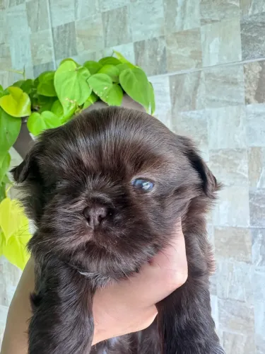Shih tzu 