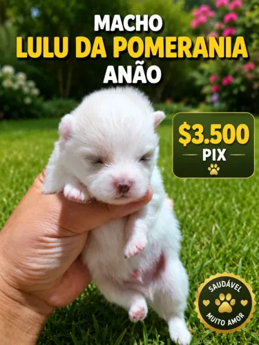 Macho Lulu da pomerania ( Sptiz Alemão anão) Sangue puro com pedigree