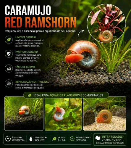 Red Ramshorn - Caramujos para Aquário Plantado