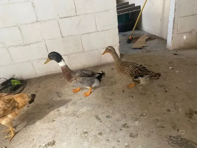 Casal de pato paturi