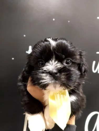 Machos de Shihtzu, a pronta entrega, Vermifugado e Vacinado - Entregamos a Domicilio