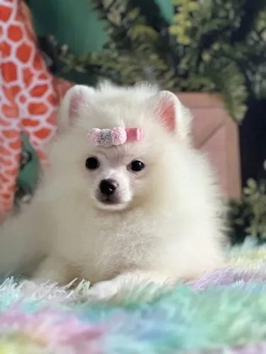 Spitz alemão