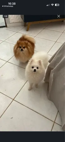 Cachorro