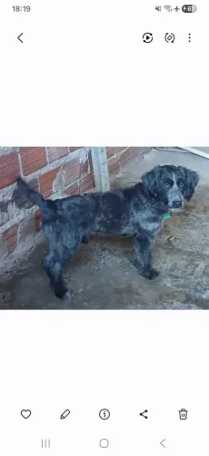 Doação de Poodle 