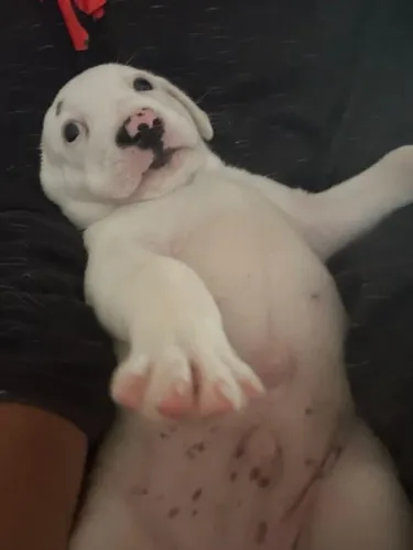 Cachorro