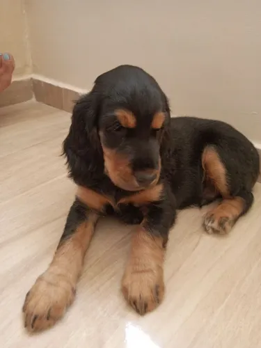 Cocker Spaniel Ingl Lindo Machinho BLACKETAN disponível Cabo Frio/Regi e RJ(aceito cartão)