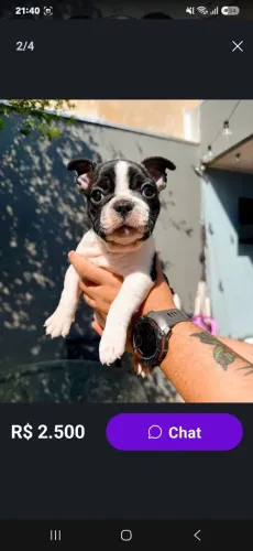 Buldogue francês macho