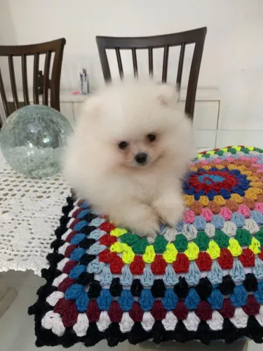 Lulu da Pomerânia