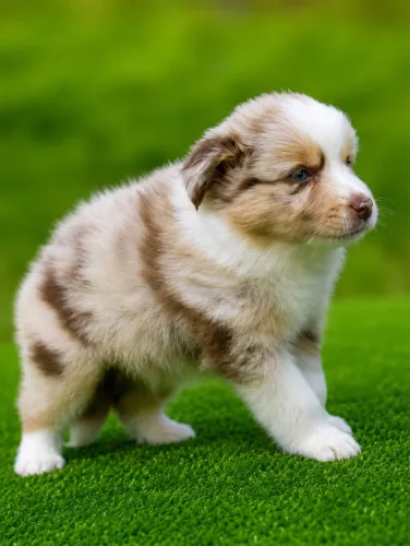 Filhote de border collie | @albabordercollies