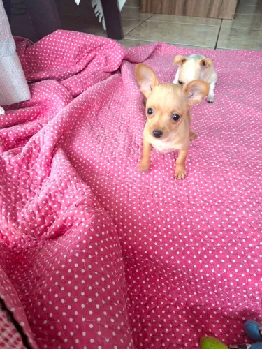 PINSCHER FÊMEA MINI