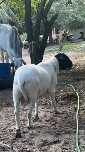 Doper com 100 kg é excelente reprodutor