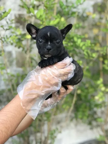 Bulldog Francês Fêmea Linda com Pedigree e Segurança na Compra