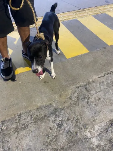 Cadelinha p adoção