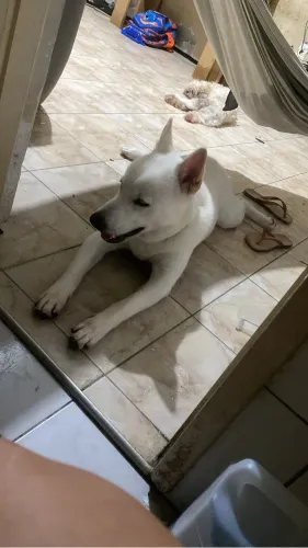 Cachorro