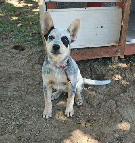 Filho Boiadeiro australiano (BLUE heeler)