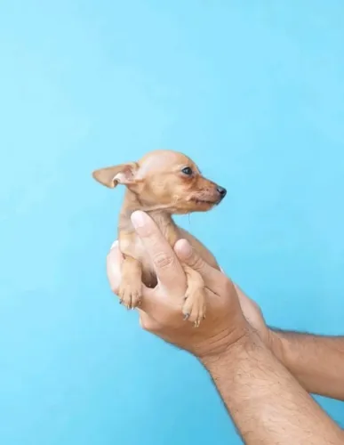 Filhotes de Pinscher - Perfeitos para Quem Busca Companhia