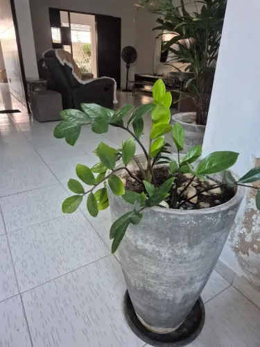 Jarro com planta 