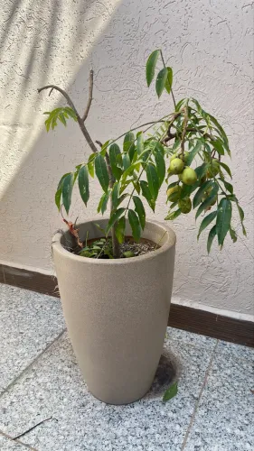 Pé de Cajá Manga em Vaso Grande 