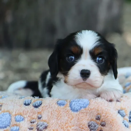 Cavalier King Charles Spaniel- Doce por natureza