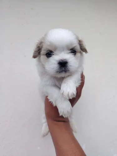 Lindas shih tzu fêmea Shihtzu