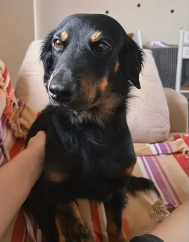 Cachorrinho macho para adoção