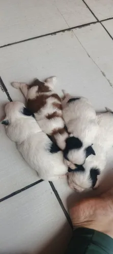 Shit-tzu