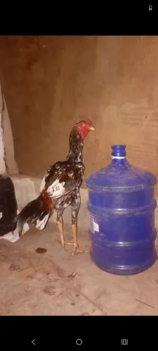 Vendo frango