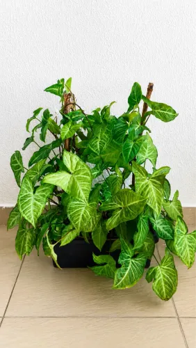 Vendo Planta Singônio