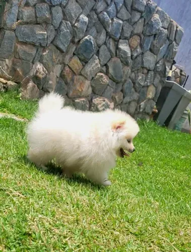 Spitz Alemão anão fêmea - Lulu da Pomerânia - 12x sem juros