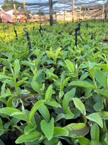Mudas de goiaba paluma 