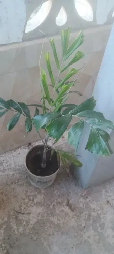 Muda de palmeira Rabo de raposa