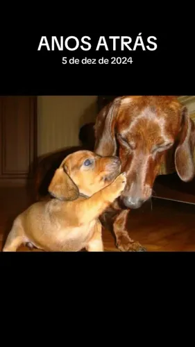 Filhotes de Dachshund linguicinha salsichinha