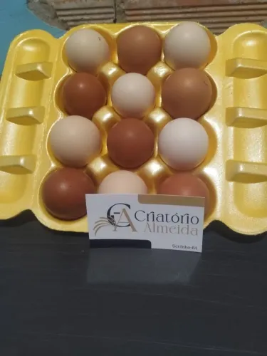 Ovos de galinha caipira 