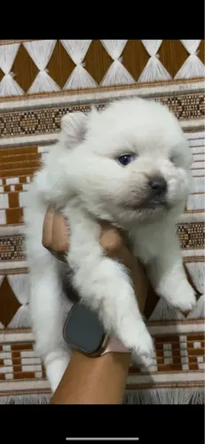 Spitz Alemão